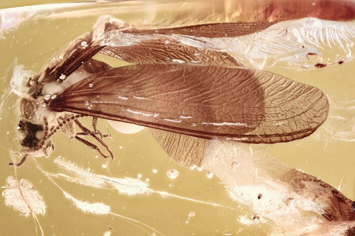 Detailed Fossil Winged Termite (Isoptera) In Baltic Amber #343224